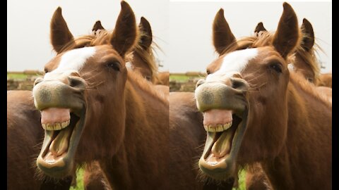 horse giving off gas and smiling