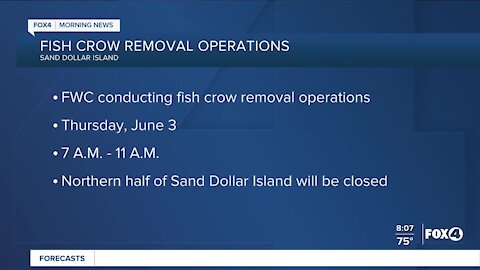 FWC to remove fish crow on Sand Dollar Island