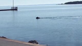 Bear swims to dock after taking a dip in Michigan bay