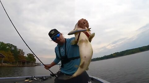 Huge Swimbait Catches GIANT Bass (Ben Milliken Cast-to-Catch)