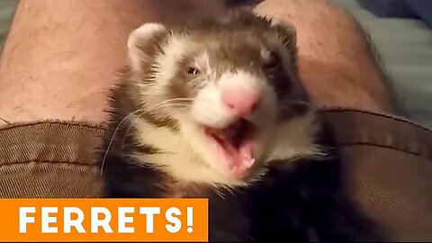 Most Adorable Ferret Video Ever August 2018 | Funny Pet Videos