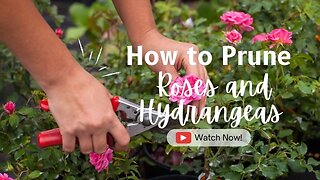 All About How to Prune Roses and Hydrangeas