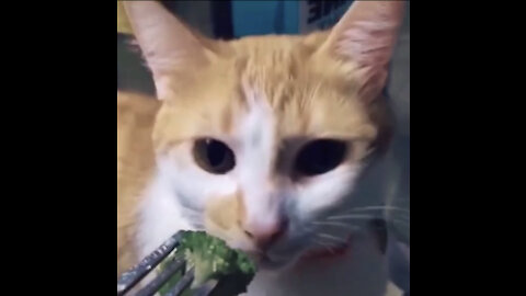 Even cats hate vegetables 😂😂🥦