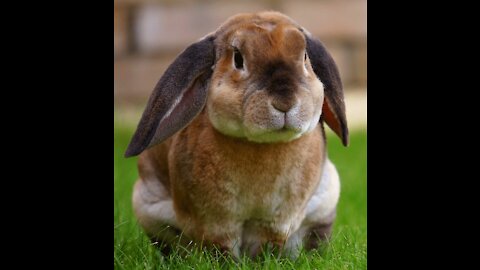 Rabbit farming is a growing and profitable business