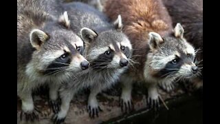 Raccoons beg for food at man's door