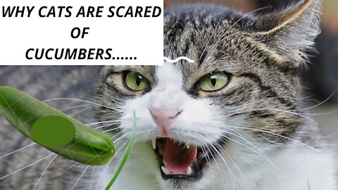 Why Cats Are Afraid of Cucumbers Explained... Funny Cats 2021 Videos