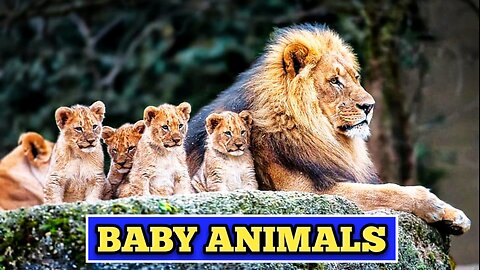 Baby Animals| Amazing World Of Baby Animals |