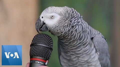 Talking Parrot"