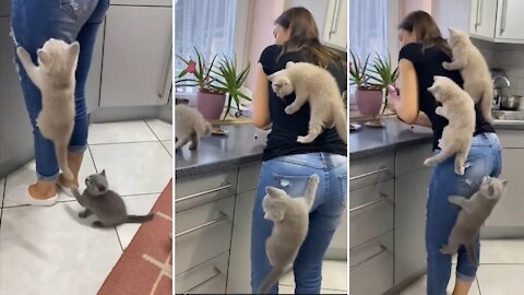 Kittens Climb Their Mom as They Couldn’t Wait for Food