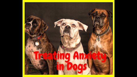 Treating Anxiety in Dogs