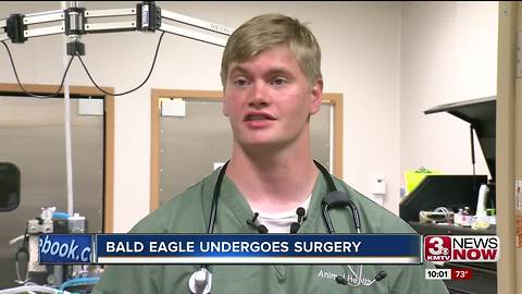 Bald eagle recovers after surgery 10p.m.