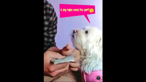 Watch how the dog helped count the money
