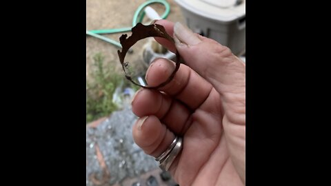 Dog swallows piece of rusty metal pipe.