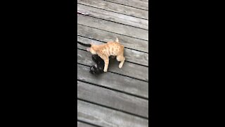 CAT FIGHT! Best cat wins