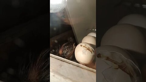 Chick inside egg is trying to coming out!