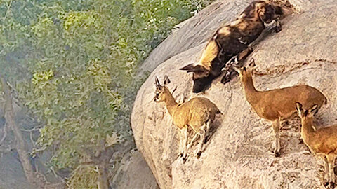 Russian wild Dogs Hunt Antelope On Edge Of Cliff