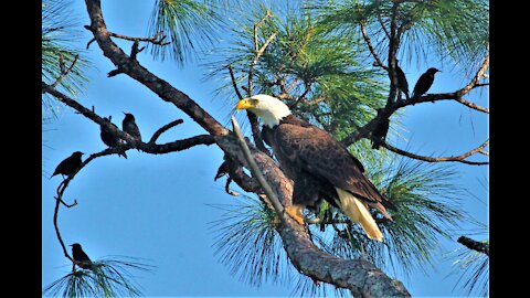 Bald Eagle Preening 3/18/2021