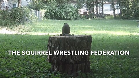 The Squirrel Wrestling Federation