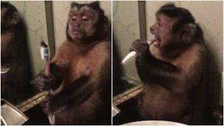 Scimmia domestica impara a spazzolare i denti