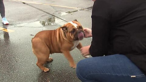 Dog missing from Florida found in Macomb County & reunited with its owners