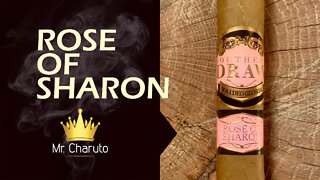 Mr. Charuto - Rose of Sharon