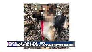 Extreme cruelty: Dog hung from fence before being shot to death