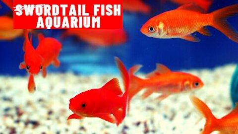 swordtail Aquarium ideas