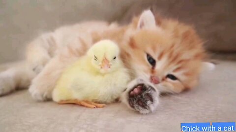 Chick with a cat