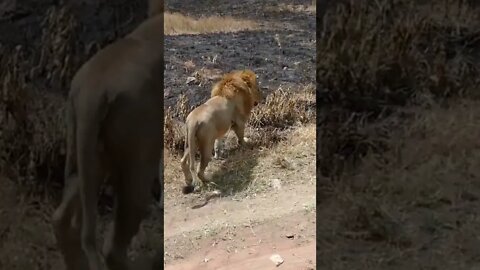 Our Encounter with A Lone Male Lion at Mara!🤔#shorts #safari #travel #travelling