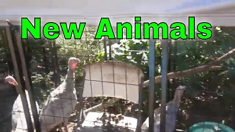 New Animals to The Homestead