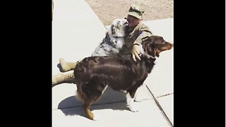 Dogs enthusiastically welcome soldier home from deployment