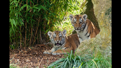 Sukacita and Bandar The Tiger Cubs