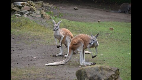 compilation of kangaroos fighting and kickboxing each other.