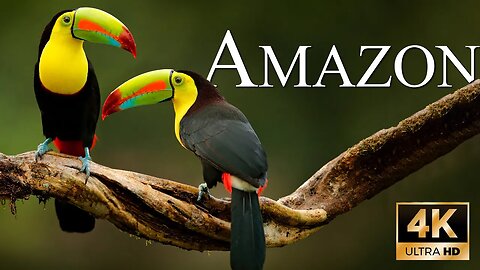 Animal of the Amazon 4K - The World's Largest Rainforest | Relaxing music with soft music