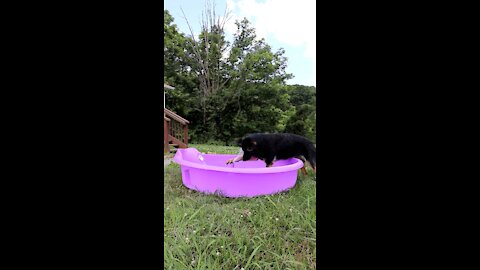 Dog Plays in Water | German Shepherd Puts His Face in the Hose