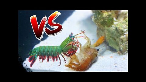 Crawfish vs Giant Mantis Shrimp! *EPIC BATTLE ROYALE*