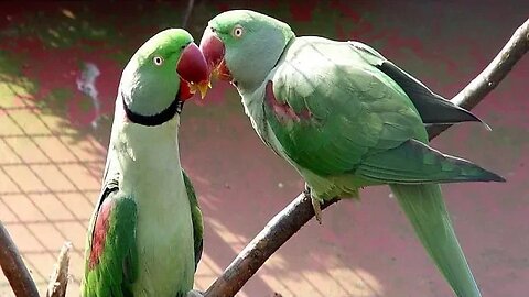 Mere Parrot ke Nakhre