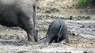 Poor Baby Elephant Struggles to get back on her feet