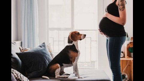 MUST WATCH- how a dog protecting a pregnant women #3