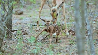 Newborn impala lamb attempts first steps with its wobbly legs