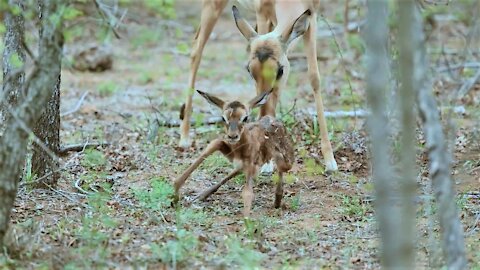 Newborn impala lamb attempts first steps with its wobbly legs