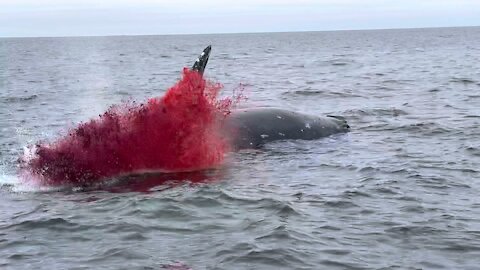 Whale Dramatically Explodes! Must watch