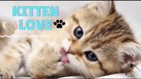 Baby Cats - Funny and Cute Cat Videos 2021 Compilation FOND OF ANIMALS