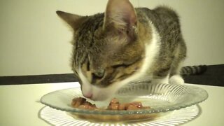 This Cat Food Is So Tasty