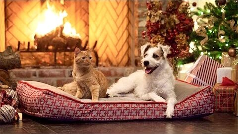 Early Christmas Morning 🎄 Cat & Dog Wait Patiently by the Fireplace Until Gift-Opening Time! (Classical Christmas Music)