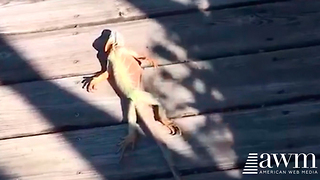 Residents All Over Florida Are Reporting Lizards Are Falling Out Of The Sky