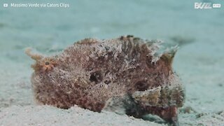 Un plongeur nage avec un poisson-grenouille en Égypte