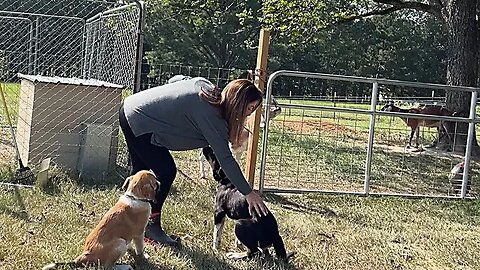 Training The Livestock Guardian Dogs... Anatolian Shepherds And FreeBird!