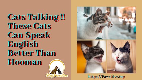 Cats talking !! these cats can speak english better than hooman - Stay Pawsitive