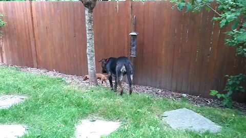 Loki the Chiweenie - Playing with his best friend, 10 mo old pit-mix Rosie!